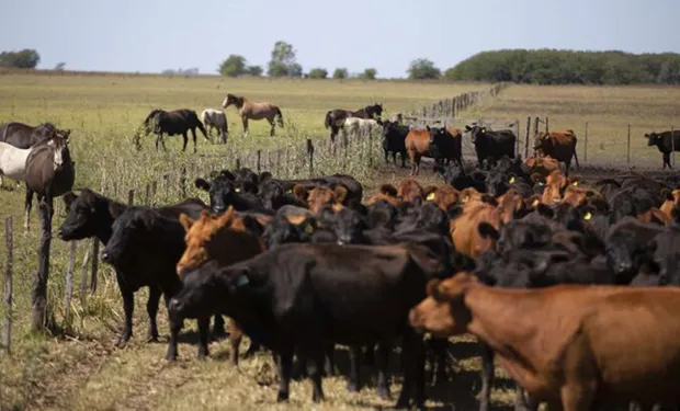 vacas