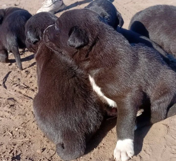 cachorros