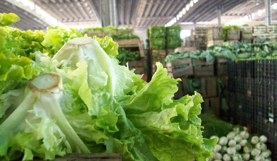 lechuga