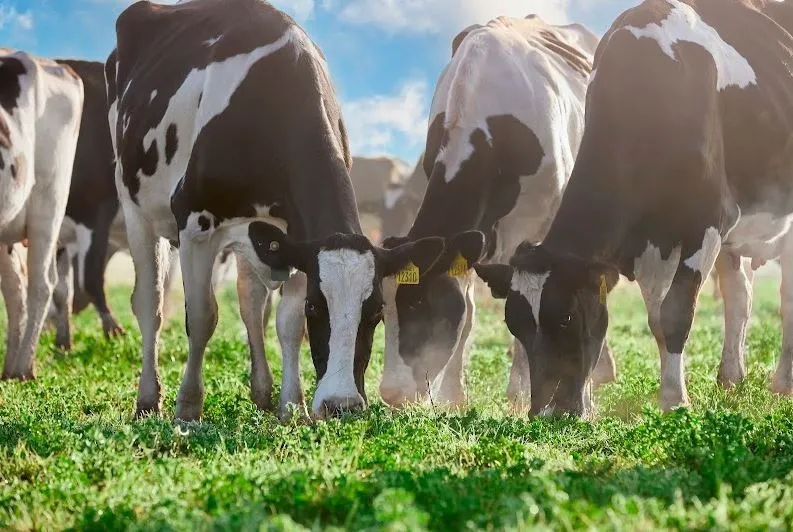 vaca