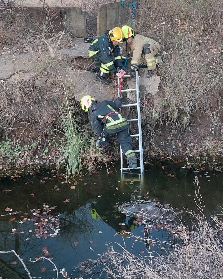 bomberos perro