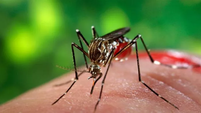 Dengue-688x387