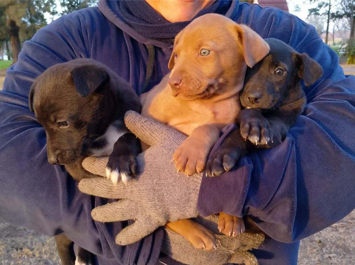 CACHORROS-PARQUE