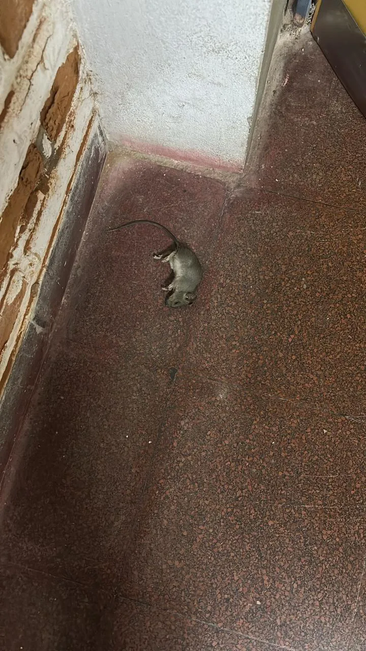rata