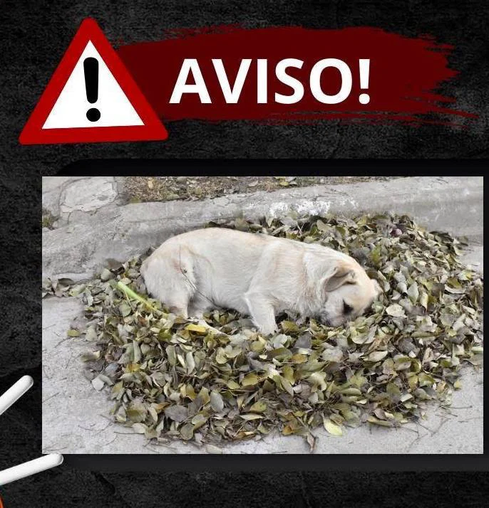 PERROS HOJAS