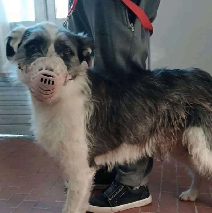 perro america