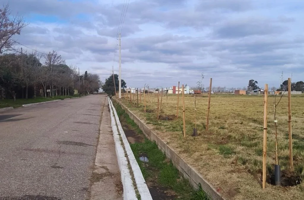 Forestacion-Beruti-1-1024x675