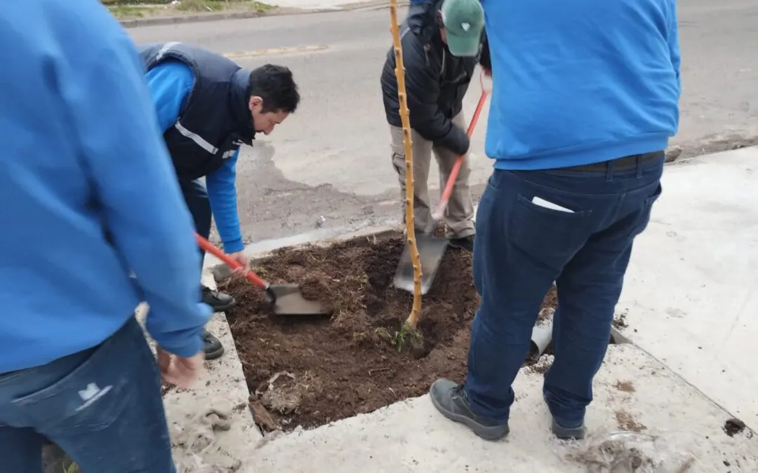 Tareas-de-forestacion-1-1080x675