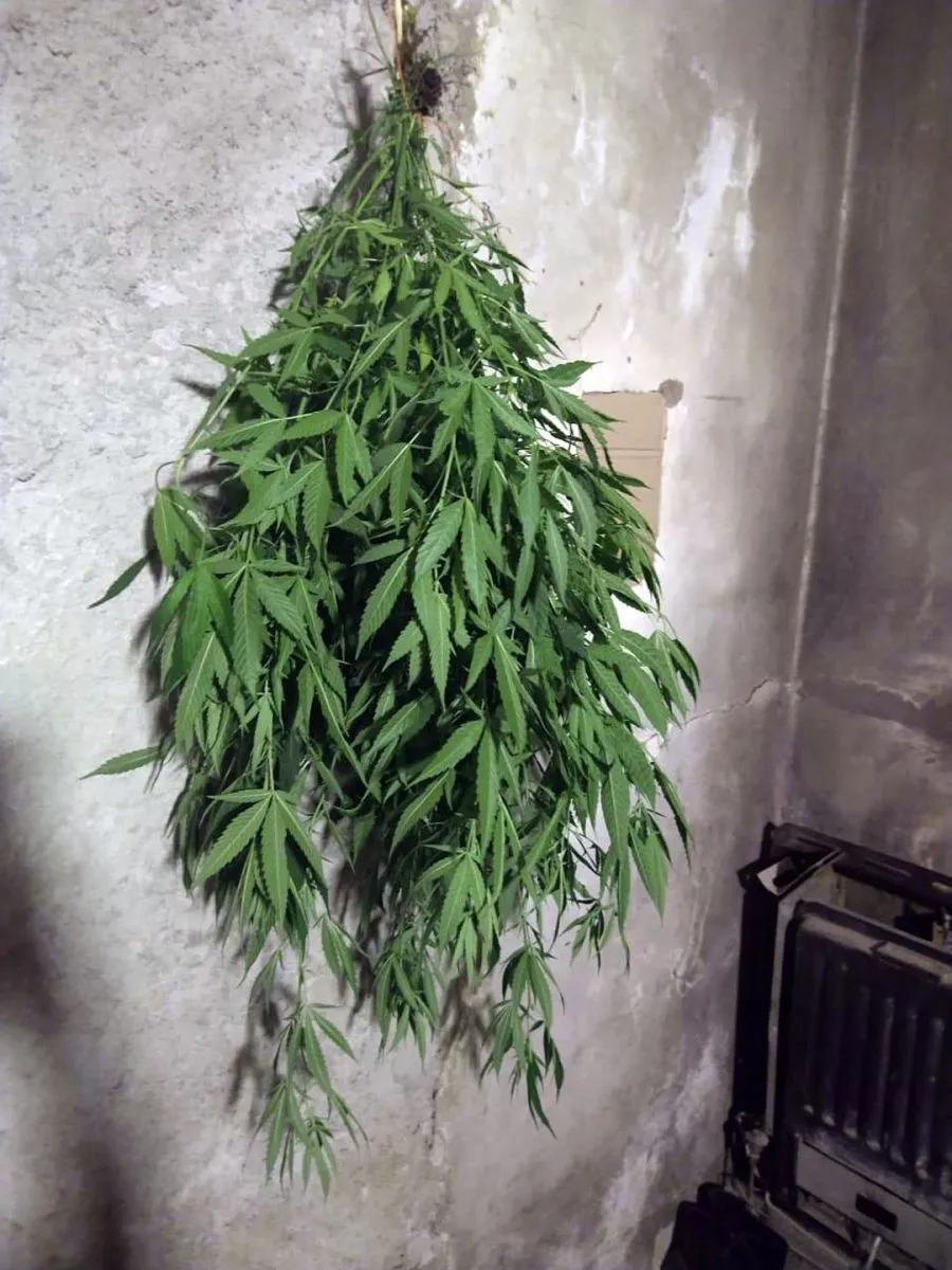 marihuana