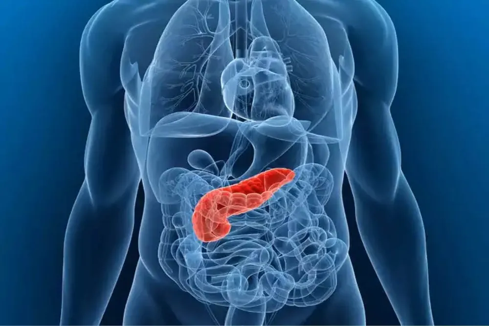 pancreas